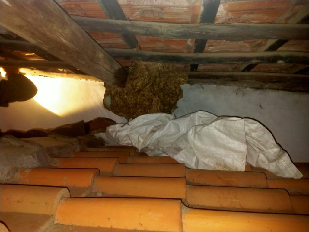 Potret Tim Damkar saat evakuasi sarang lebah di rumah warga kelurahan Bojongsari, 8/11/2025 (Ist).