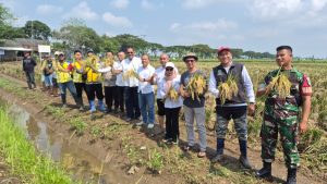 Potret perangkat desa Sudimampir lor, Camat Balongan, Sekmat Balongan, UPTD Pertanian Indramayu, BPP Balongan, UPI Rencana, BBWS Cisanggarung KTNA Kecamatan Balongan, Kelompok tani saat ubinan di desa Sudimampir Lor. (ist)